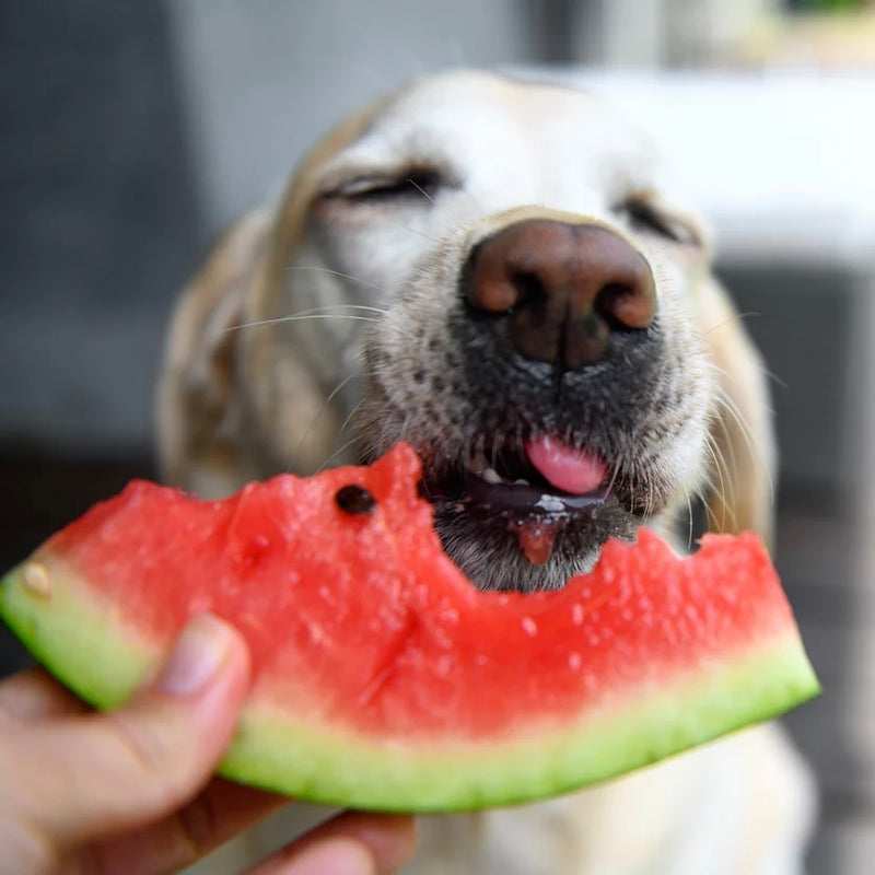 CAN DOGS EAT WATERMELON?
