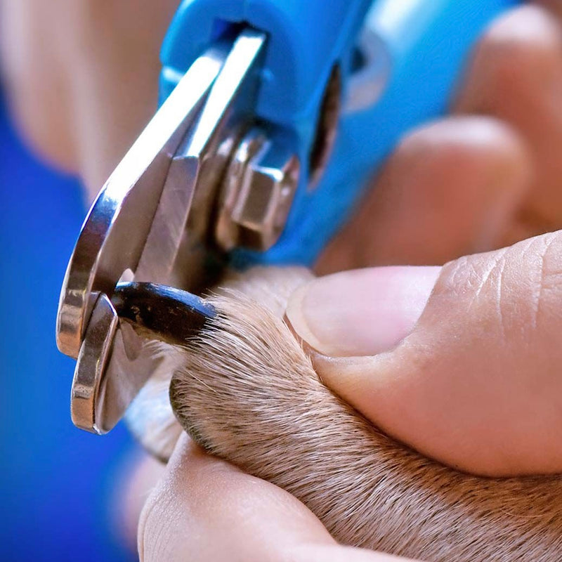 HOW TO CUT YOUR DOG'S NAILS