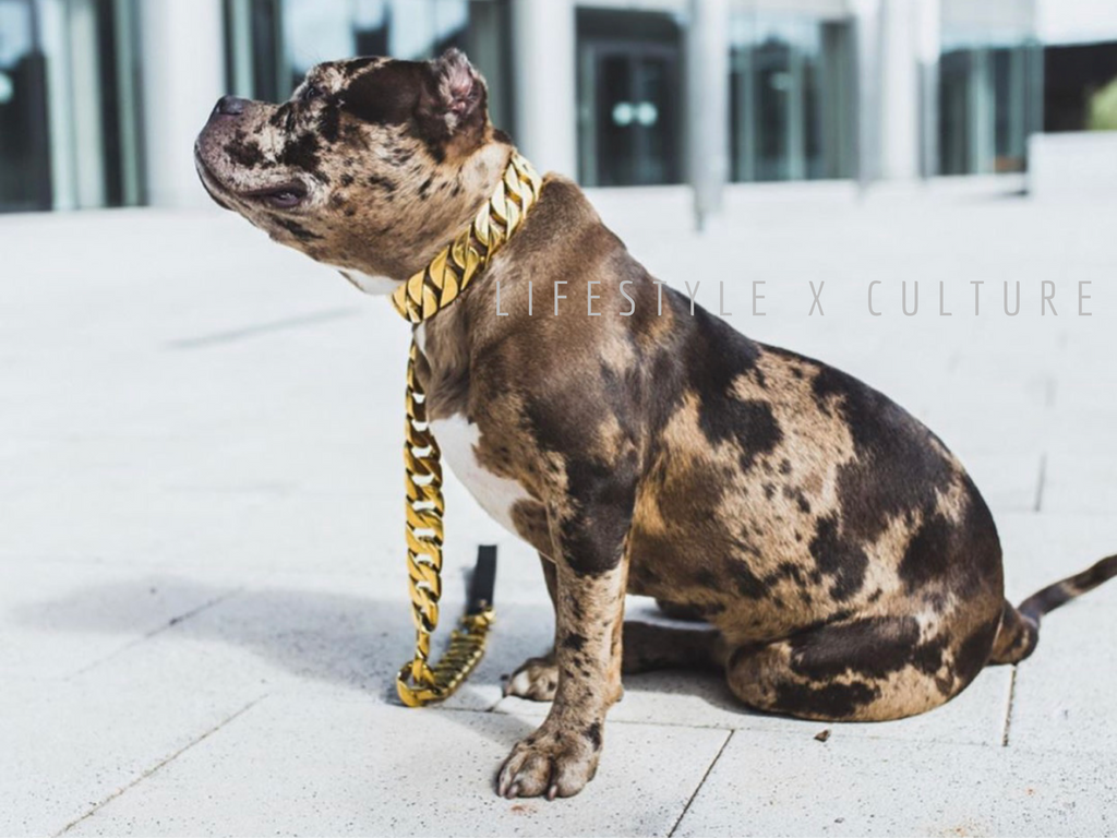 Black and Gold Magic HP Luxury Dog Collar and Leash Set With 