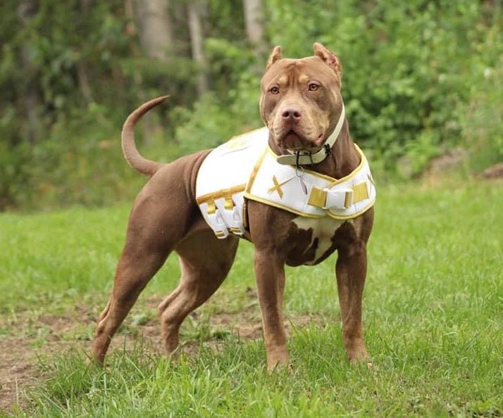 Weighted dog vest 2024 pitbull